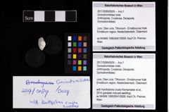 Foto (Objekt + Etikett) von Goniodromitidae indet.  (NHMW-GEO-2017-0089-0009)